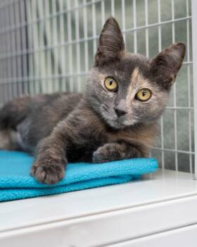 Tempest -  Domestic Short Hair Cat for Adoption in Boone, Iowa - Tempest | PetCurious