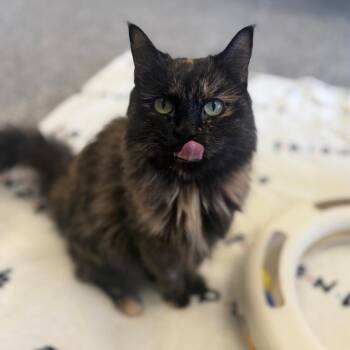 Jazz -  Domestic Long Hair Cat for Adoption in Fairport, New York - Jazz | PetCurious