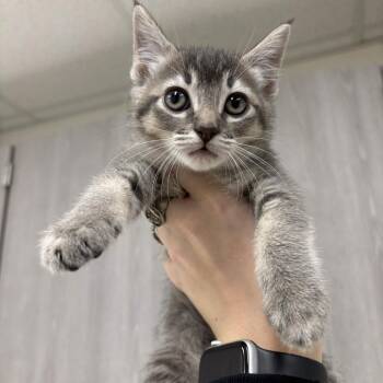 Rune -  Domestic Medium Hair Cat for Adoption in Beaumont, Texas - Rune | PetCurious