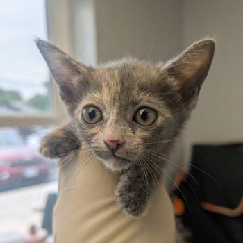 Poem -  Domestic Short Hair Cat for Adoption in Watertown, New York - Poem | PetCurious