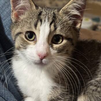 Kitten - Timmy -  Domestic Short Hair Cat for Adoption in Granby, Connecticut - Kitten - Timmy | PetCurious