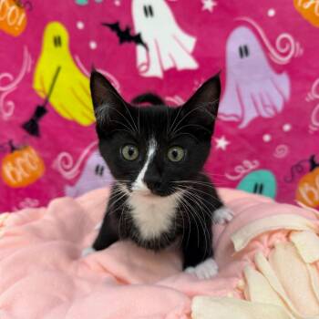 Ace -  Domestic Short Hair Cat for Adoption in Riverwoods, Illinois - Ace | PetCurious