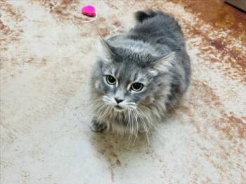 RAYA -  Domestic Long Hair Cat for Adoption in Santa Fe, New Mexico - RAYA | PetCurious