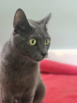 Shadow -  Russian Blue Cat for Adoption in Wilmington, North Carolina - Shadow | PetCurious