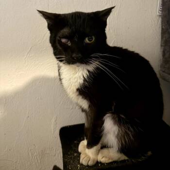 Domestic Short Hair Cats Available for Adoption in Juno Beach, Florida - Chance | PetCurious