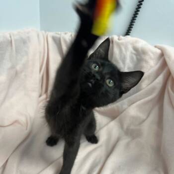 Rescue Domestic Short Hair Cats for Adoption in Abbotsford, British Columbia - Aluminium | PetCurious