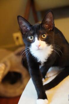 Rescue Domestic Short Hair Cats for Adoption in Lancaster, Pennsylvania - Stream | PetCurious