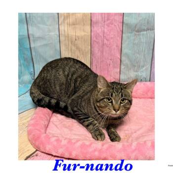 Fur-nando -  American Shorthair Cat for Adoption in Ashland, Kentucky - Fur-nando | PetCurious