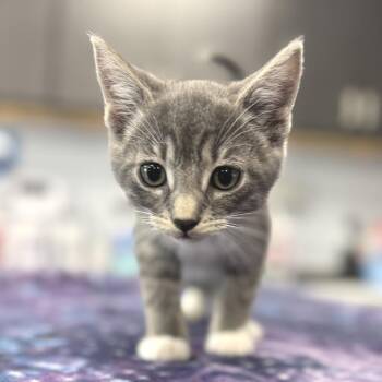 Astro -  Domestic Short Hair Cat for Adoption in Zimmerman, Minnesota - Astro | PetCurious