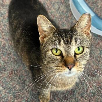 Domestic Short Hair Cats Available for Adoption in Buffalo, New York - Kiki | PetCurious
