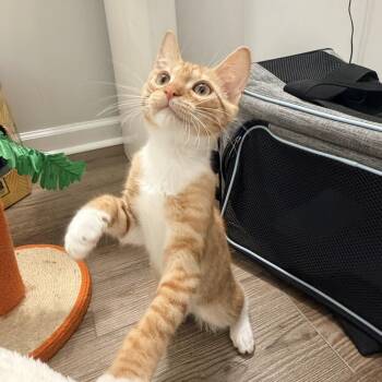 Litten -  Domestic Short Hair Cat for Adoption in Durham, North Carolina - Litten | PetCurious