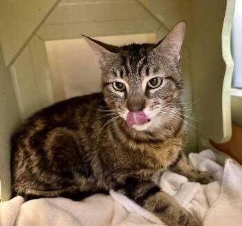 Domestic Short Hair Cats Available for Adoption in Burlingame, California - Jack | PetCurious