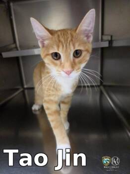 Tao Jin -  Domestic Short Hair Cat for Adoption in Rocky Mount, North Carolina - Tao Jin | PetCurious