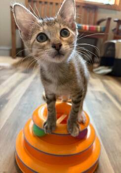 Francine -  Domestic Short Hair Cat for Adoption in Fort Collins, Colorado - Francine | PetCurious