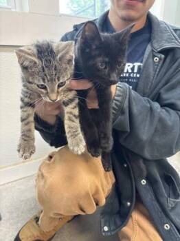 Domestic Short Hair Cats Available for Adoption in Morristown, New Jersey - Marcus | PetCurious