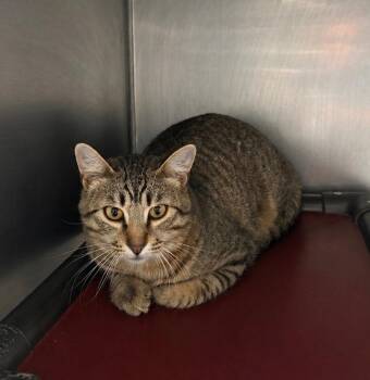 Domestic Short Hair Cats Available for Adoption in Fort Lupton, Colorado - Nolen | PetCurious