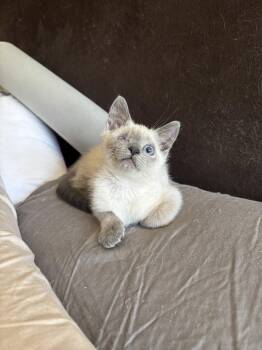 Dust Bunny ( BC) Napa -  Siamese Cat for Adoption in Napa, California - Dust Bunny ( BC) Napa | PetCurious