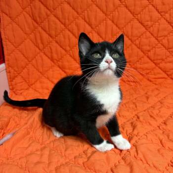 Emmy Demmy Dong -  Domestic Short Hair Cat for Adoption in Waterloo, Iowa - Emmy Demmy Dong | PetCurious