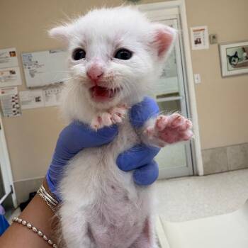 Hammock -  Domestic Medium Hair Cat for Adoption in Kanab, Utah - Hammock | PetCurious