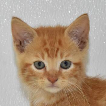 Rescue Domestic Short Hair Cats for Adoption in Springfield, Ohio - Frappe | PetCurious