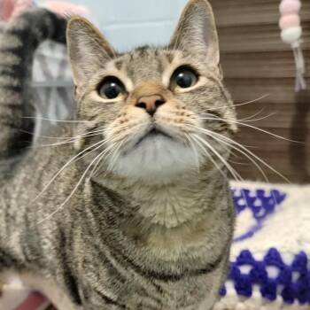 Rescue Domestic Short Hair Cats for Adoption in Smithtown, New York - Maya | PetCurious