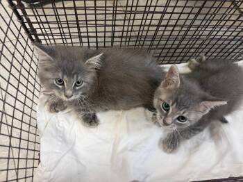 Shotgun -  Domestic Medium Hair Cat for Adoption in Sorrento, Louisiana - Shotgun | PetCurious