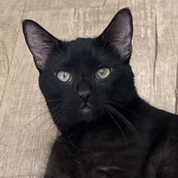Domestic Short Hair Cats Available for Adoption - Oliver | PetCurious