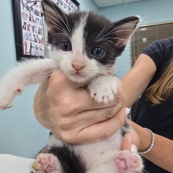 Cosmo -  Domestic Short Hair Cat for Adoption in Buffalo, New York - Cosmo | PetCurious