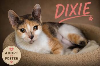 Dixie (FCID# 07/28/2026 - 53 Trainer) -  Calico Cat for Adoption in Greenville, Delaware - Dixie (FCID# 07/28/2026 - 53 Trainer) | PetCurious