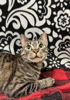 Rescue Domestic Short Hair Cats for Adoption in Villa Park, California - Norman | PetCurious