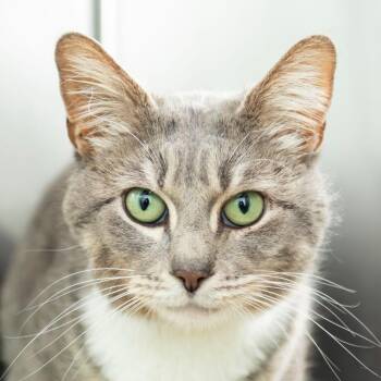 Domestic Short Hair Cats Available for Adoption - Pudding | PetCurious
