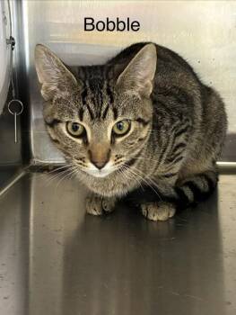 Domestic Short Hair Cats Available for Adoption - Bobble | PetCurious