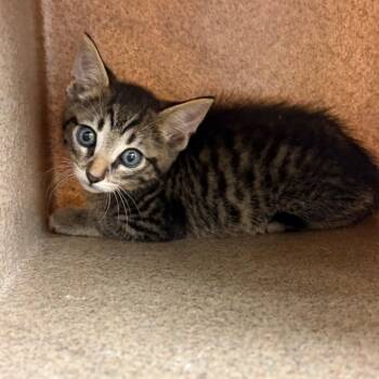 Bucky -  Domestic Short Hair Cat for Adoption in Birmingham, Alabama - Bucky | PetCurious