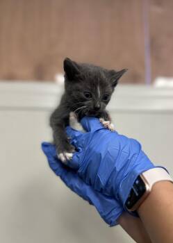 Rescue Domestic Short Hair Cats for Adoption in Victorville, California - Ember #18829 (308) | PetCurious