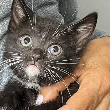 Baby Daisy -  Domestic Short Hair Cat for Adoption in Parkland, Florida - Baby Daisy | PetCurious