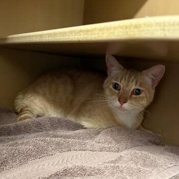 Jack - Butler Campus -  Domestic Short Hair Cat for Adoption in Flagstaff, Arizona - Jack - Butler Campus | PetCurious