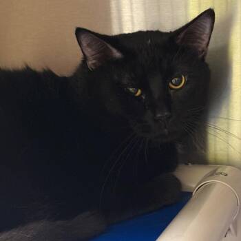 Domestic Short Hair Cats Available for Adoption in Springfield, Illinois - Soot | PetCurious