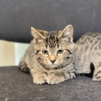 Nick -  Domestic Short Hair Cat for Adoption in Wadena, Minnesota - Nick | PetCurious