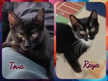 Raya & Tova -  Domestic Short Hair Cat for Adoption in Corinth, New York - Raya & Tova | PetCurious