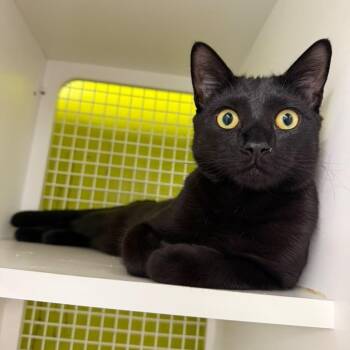 Midnight Blue -  Domestic Short Hair Cat for Adoption - Midnight Blue | PetCurious