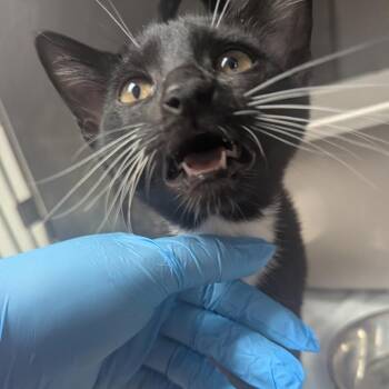 Laura -  Domestic Short Hair Cat for Adoption in Birmingham, Alabama - Laura | PetCurious
