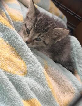 Domestic Short Hair Cats Available for Adoption in Batesville, Arkansas - Daisy | PetCurious