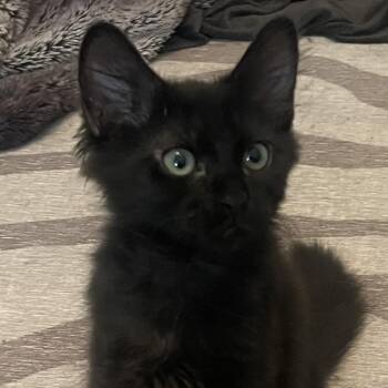 River -  Domestic Medium Hair Cat for Adoption in Sanford, North Carolina - River | PetCurious