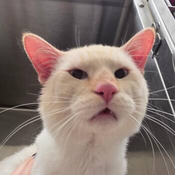 Henry -  Domestic Short Hair Cat for Adoption in Oshkosh, Wisconsin - Henry | PetCurious
