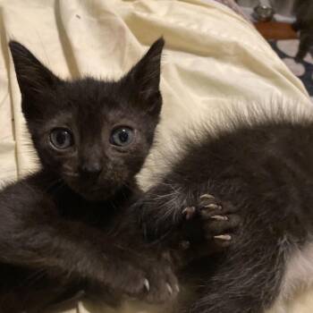 Winkey-HW -  Domestic Short Hair Cat for Adoption in Tallahassee, Florida - Winkey-HW | PetCurious