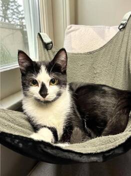 Roomba -  Domestic Short Hair Cat for Adoption in Champaign, Illinois - Roomba | PetCurious