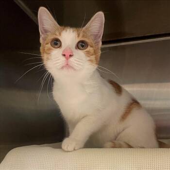 Kombucha FKA Cambozola -  Domestic Short Hair Cat for Adoption in Philadelphia, Pennsylvania - Kombucha FKA Cambozola | PetCurious
