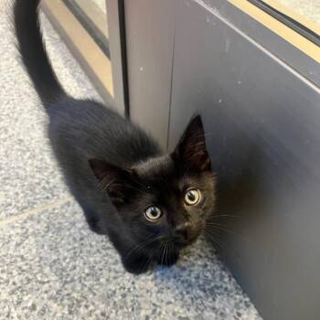 Joey (ID 51709) -  Domestic Short Hair Cat for Adoption in Manassas, Virginia - Joey (ID 51709) | PetCurious