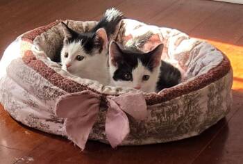 Teletubbies: Lala -  Domestic Short Hair Cat for Adoption - Teletubbies: Lala | PetCurious