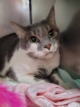 Domestic Short Hair Cats Available for Adoption - Princess | PetCurious